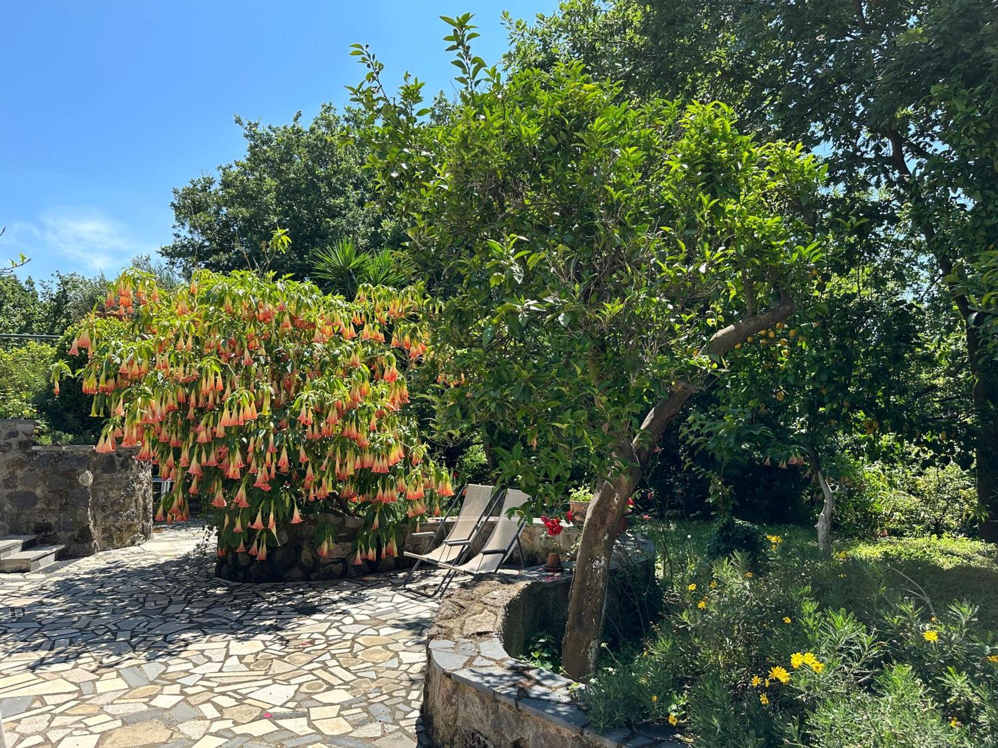 Villa Vincenzo Di Meglio Barano dʼIschia Exterior foto